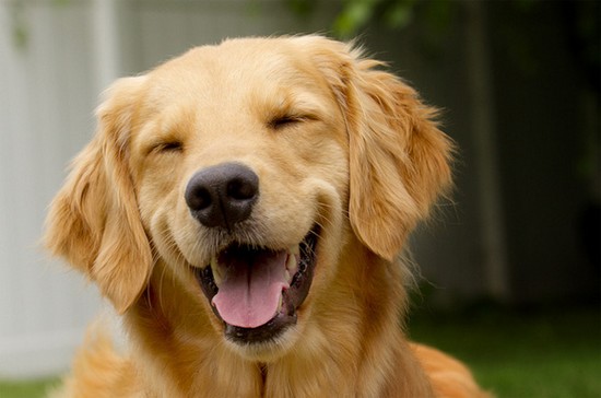déménagement peut perturber un chien : chien heureux 